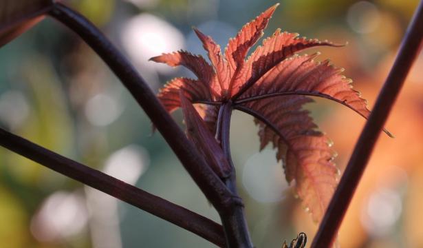 L’herbier