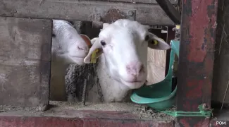 Animalité