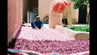 Parfum de roses