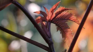 L’herbier